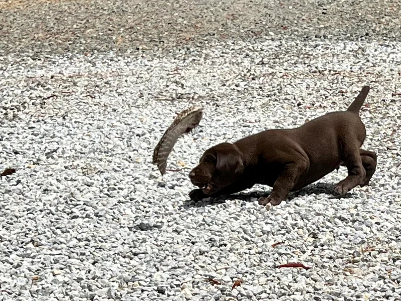 Kahaka Kennels