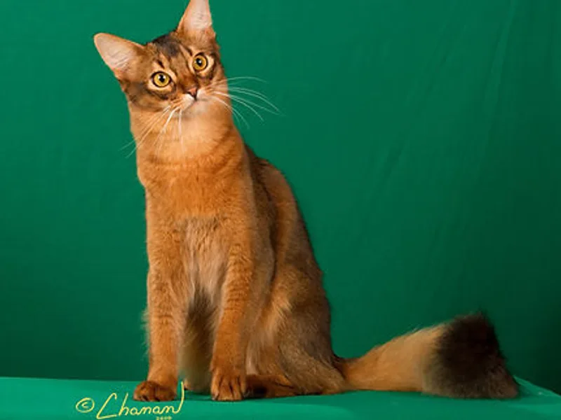 Kahalicats photo 1