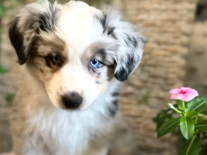 Kai’s Aussies photo 1