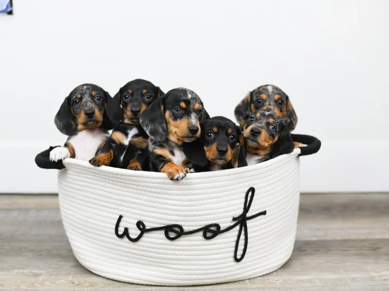 Kaibab Dachshunds