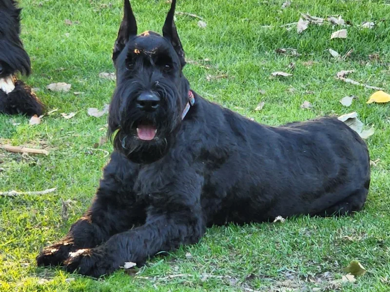 Kaiser's Giants photo 1