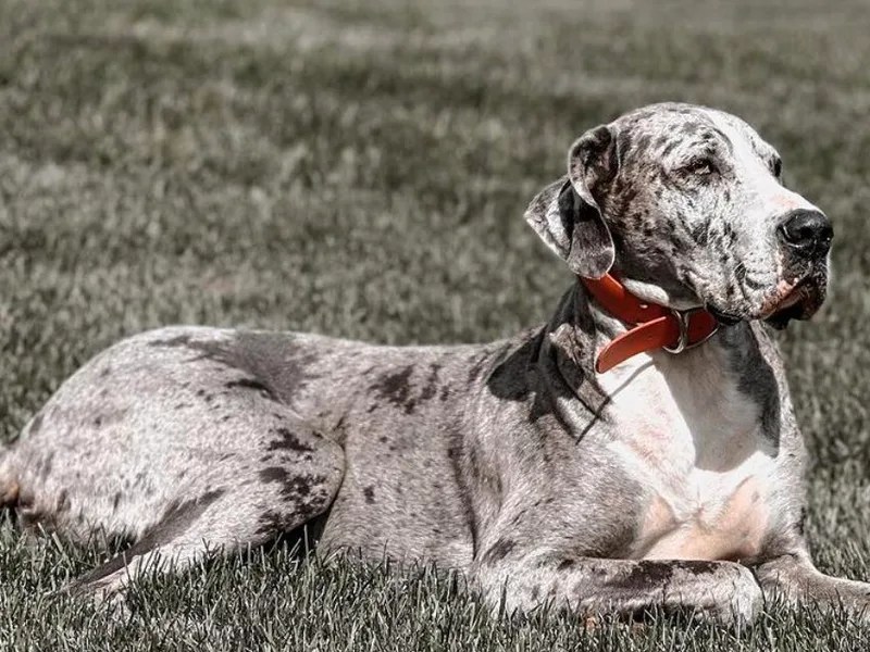 Kait's Danes photo 1
