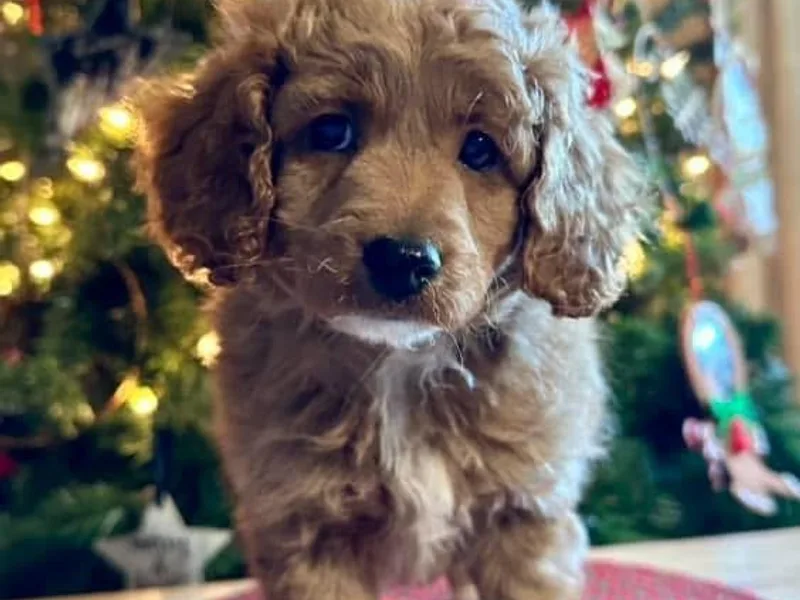 Kaitlen's Doodle Pups