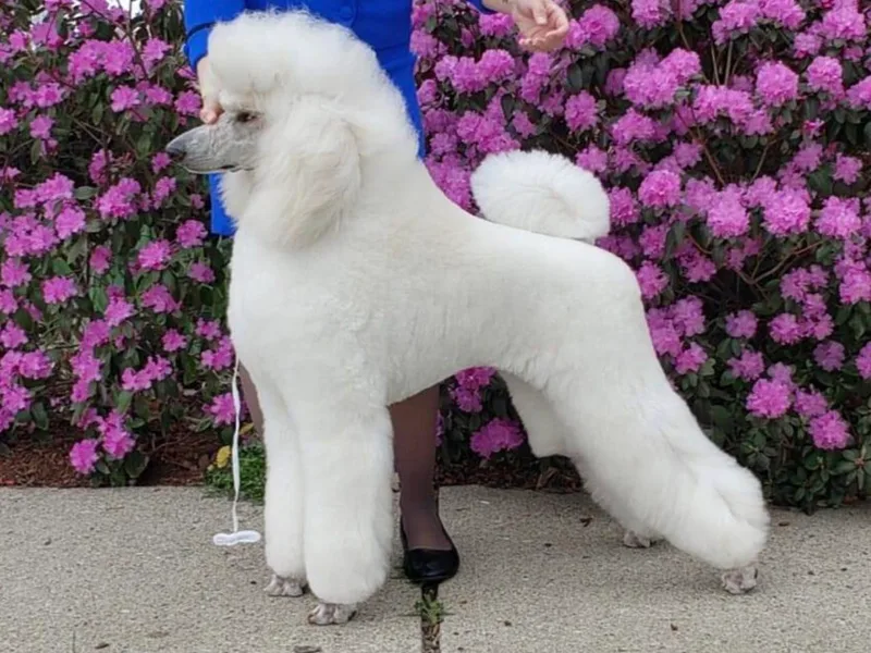 Kaitlynn's Poodle Pups