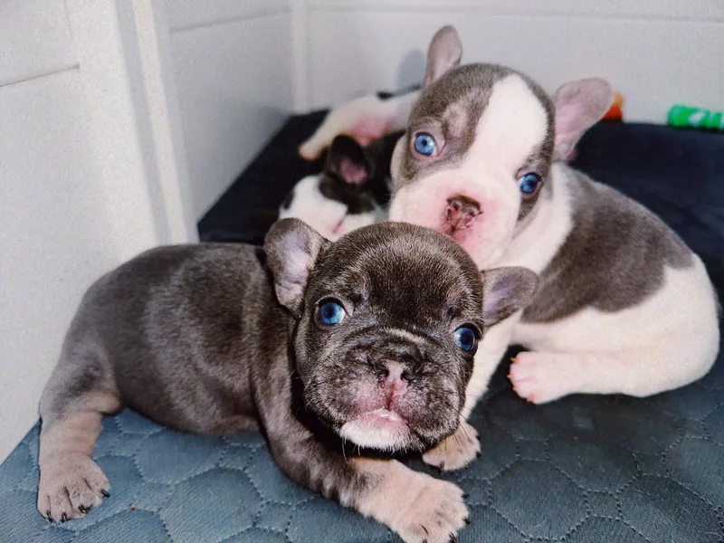 Kaity's French Bulldogs