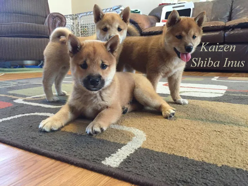 Kaizen Shiba Inus