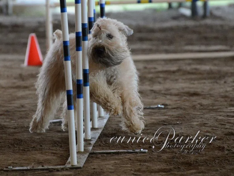 Kajun Wheaten Terriers