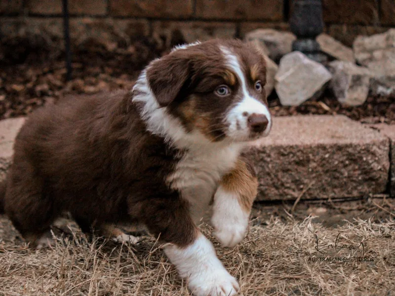 Kalang Australian Shepherds