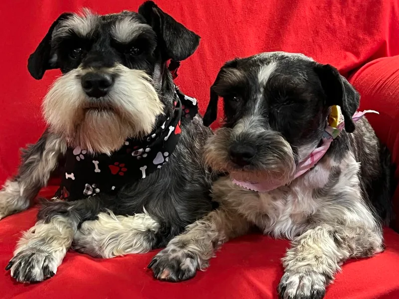 Kalee-Rose Miniature Schnauzers