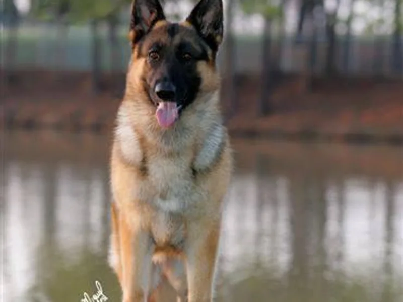 Kaleef German Shepherds