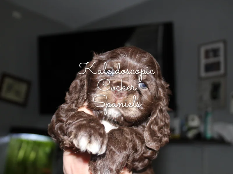 Kaleidoscopic Creations