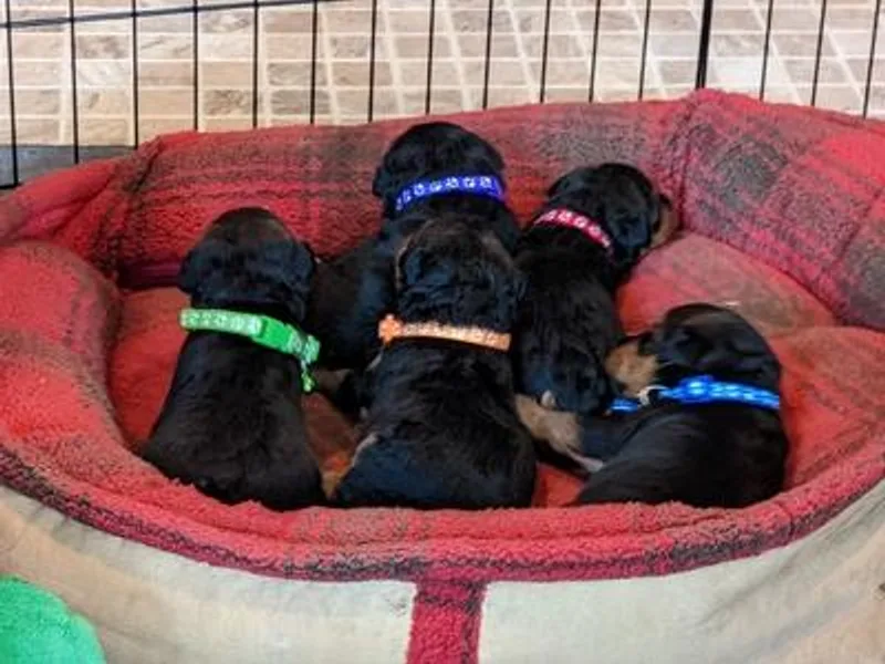 Kalein T Welsh Terriers