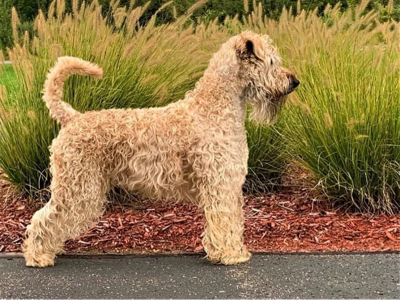 Kaler Wheatens Irish