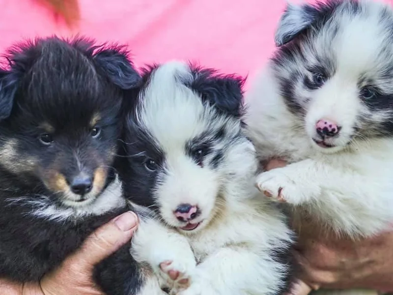 Kalinda Shelties