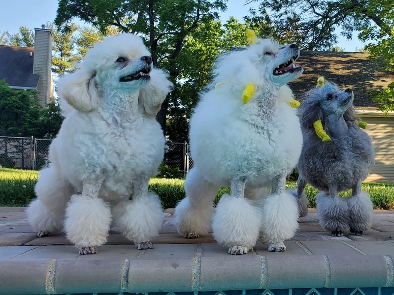 Kalinka Poodles