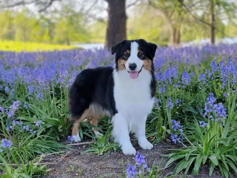 Kaliptra Australian Shepherds