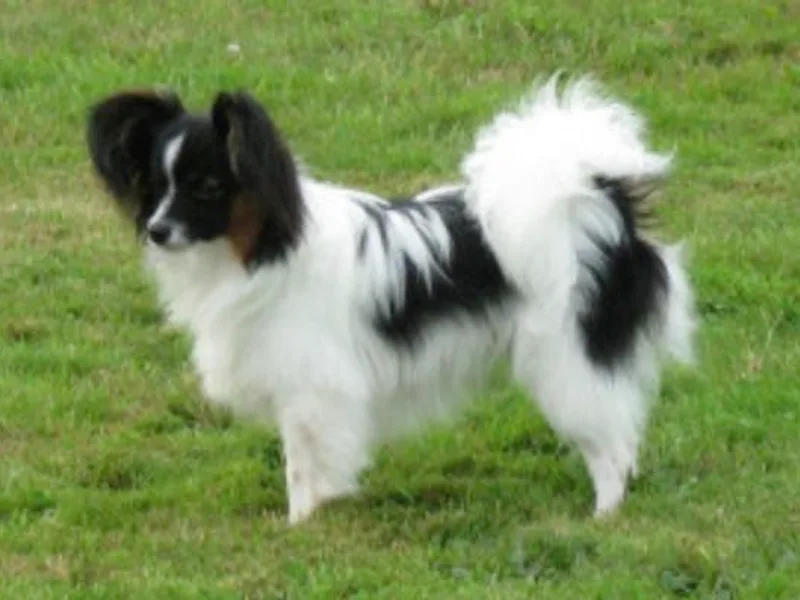 Kalisse Papillons