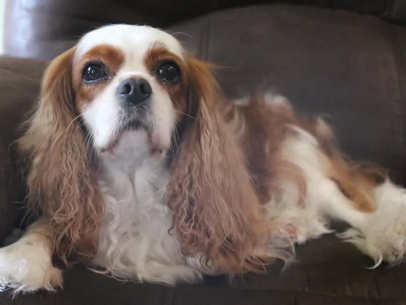 Kalleasun Cavaliers