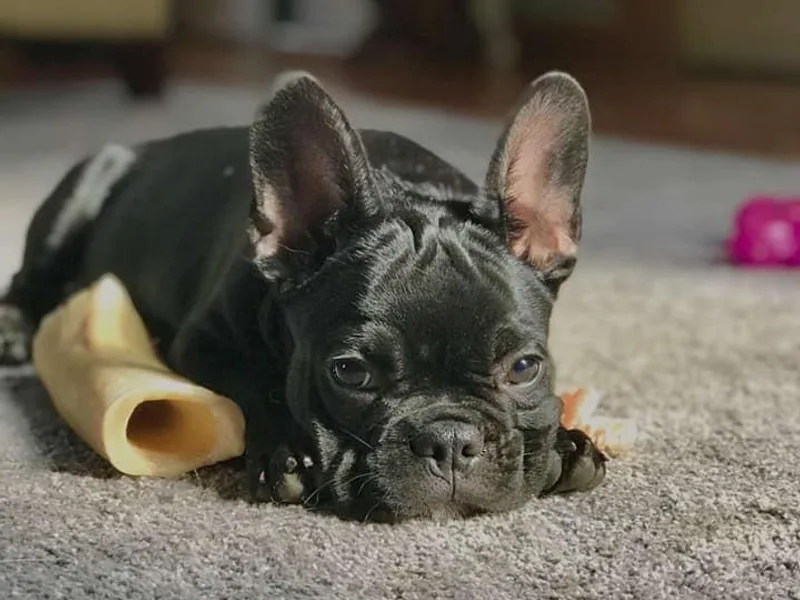 Kallis Family Frenchies