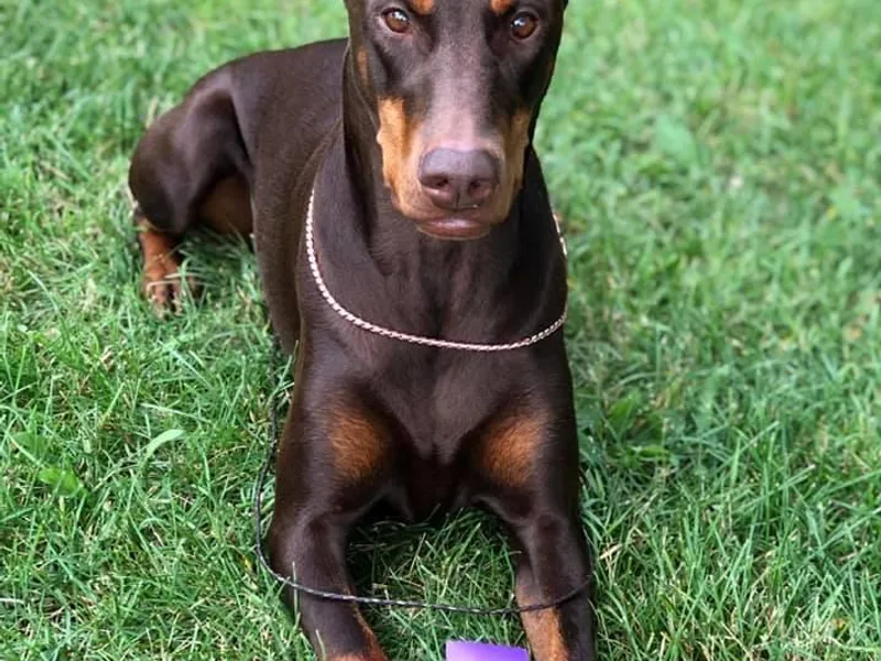 Kalon Dobermans