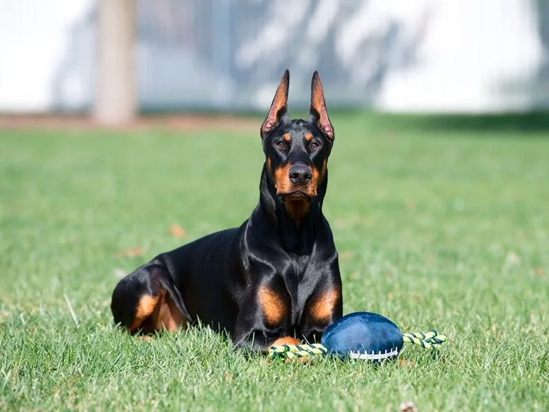Kalora Dobermans