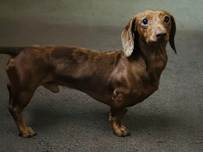 Kalua's Doxies