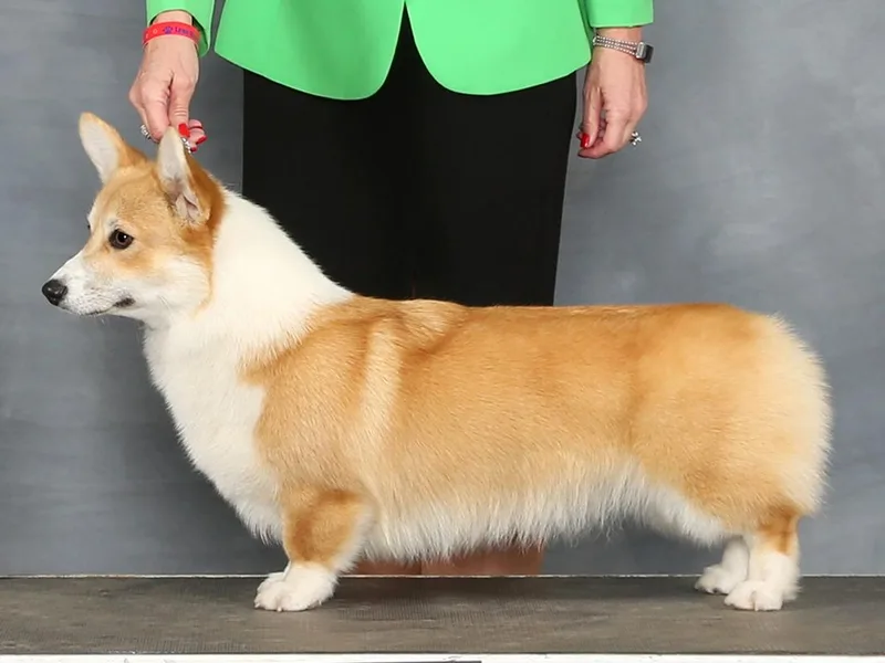 Kalypso Corgis