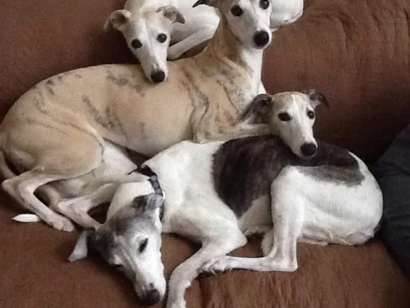 Kamada Whippets