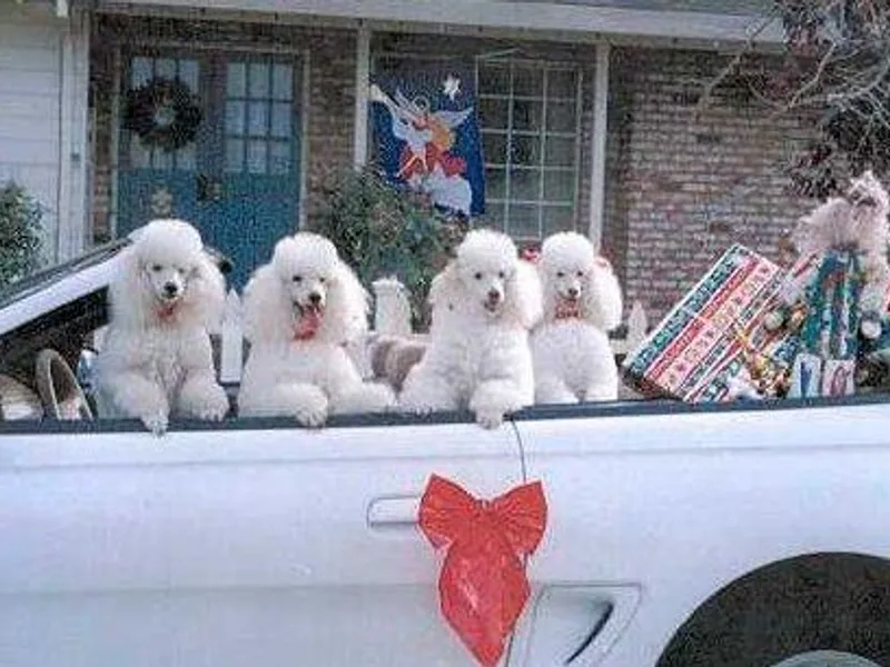 Kamann Poodles