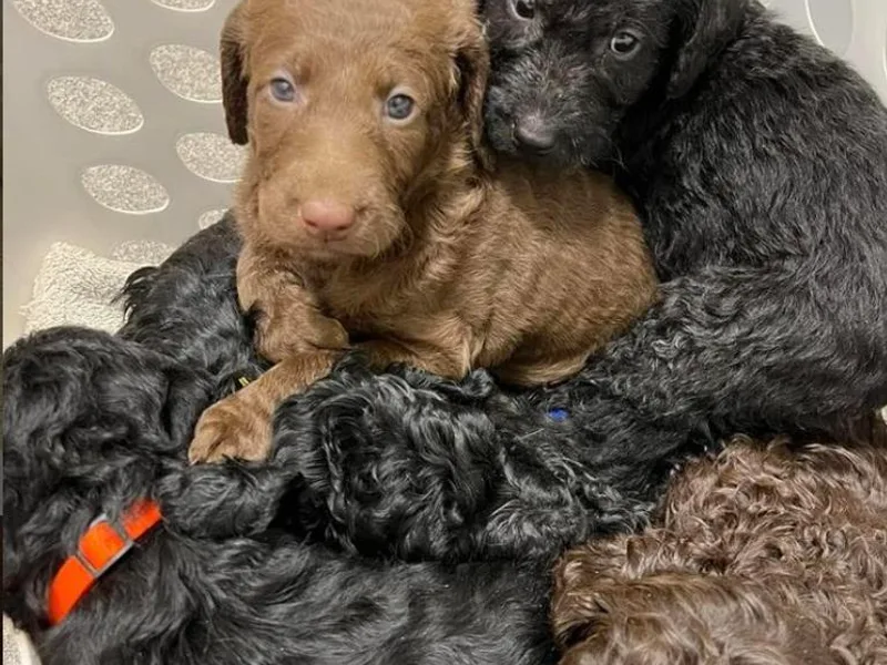 Kamga Labradoodles