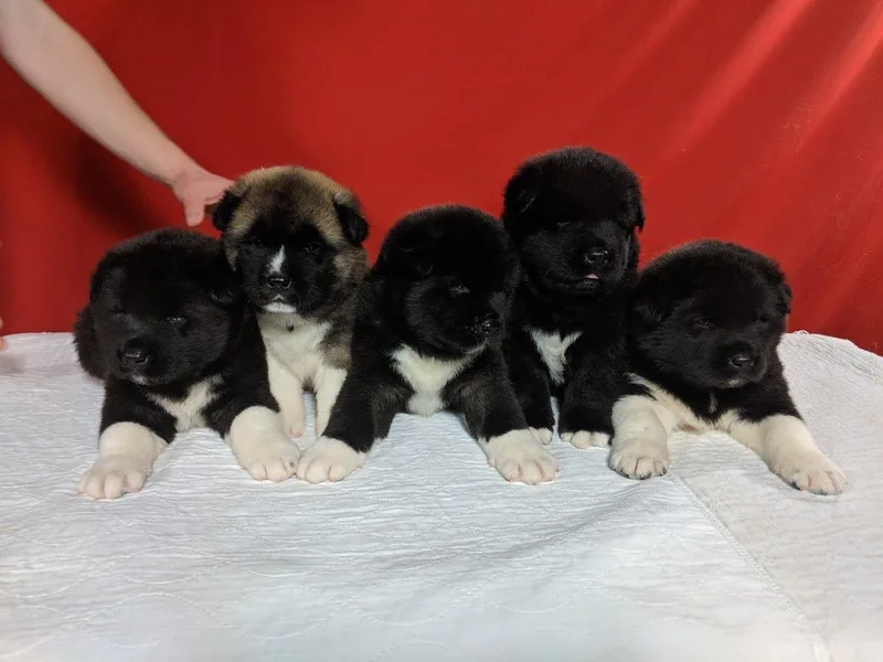 Kamikaze Akitas