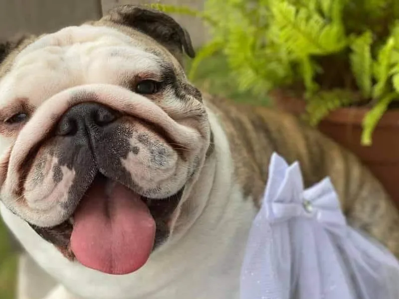Kamish Bullyz photo 1
