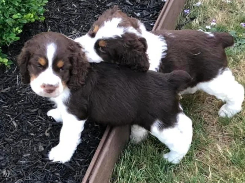 Kamm Creek Springers