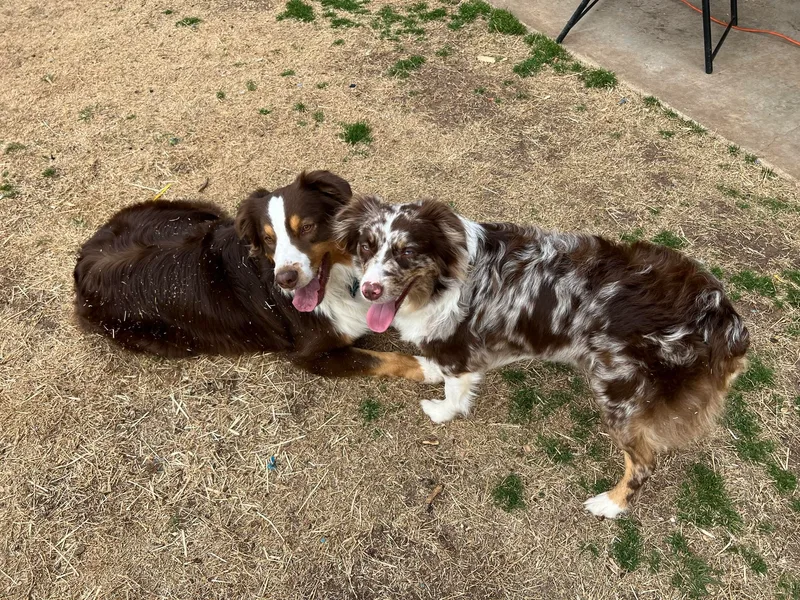 Kamm's Aussies