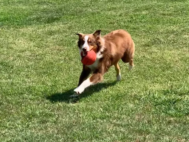 Kamm's Aussies