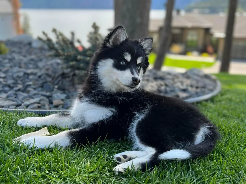 Kananowicz Pomskies photo 1