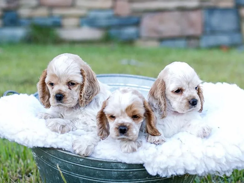Kanati' Cocker Spaniels