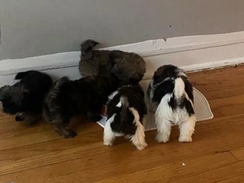 Kandace's Pups photo 1