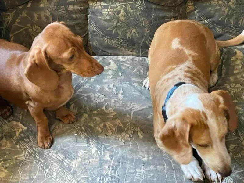 Kandb Dachshunds photo 1