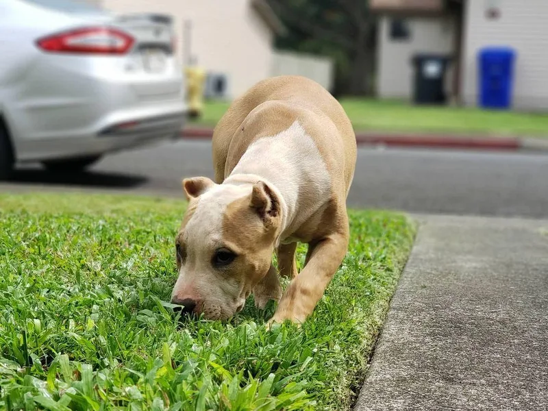 Kane Kennels photo 1