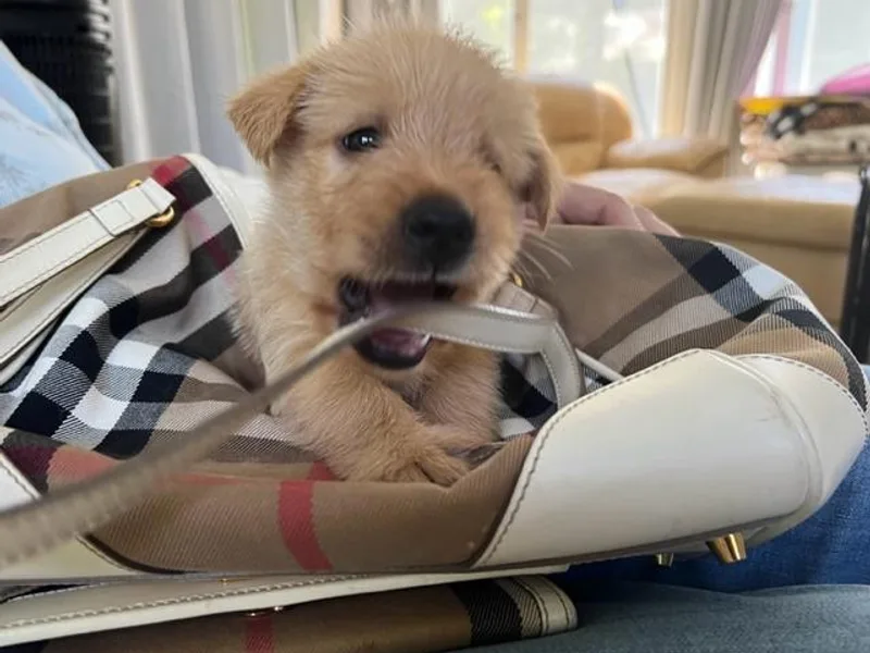 Kane Scottish Terriers