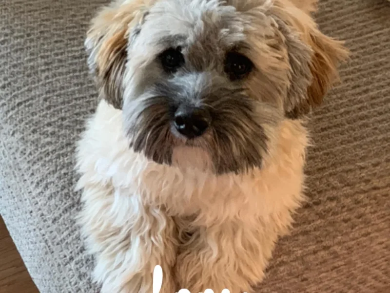 Kanes Shichon Teddies