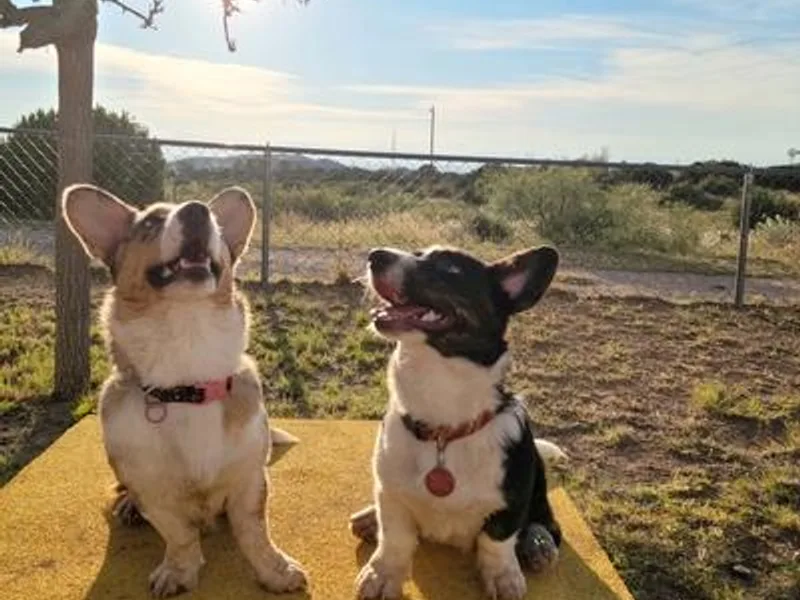Kangas Corgis photo 1