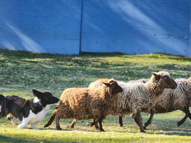 Kanicula Cardigan Welsh Corgis