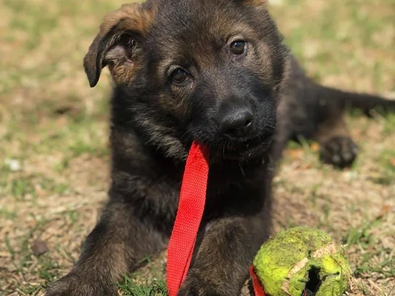 Kannan's Legendary Kennels