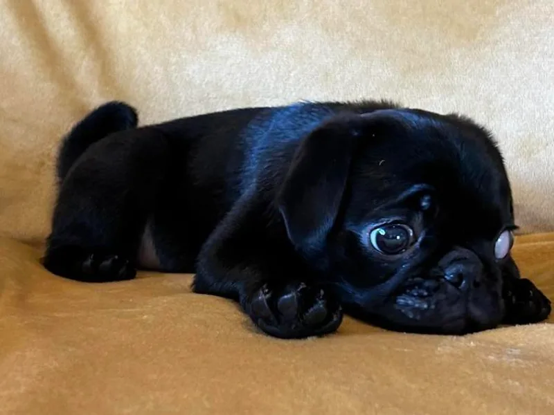 Kansas AKC Pug puppies