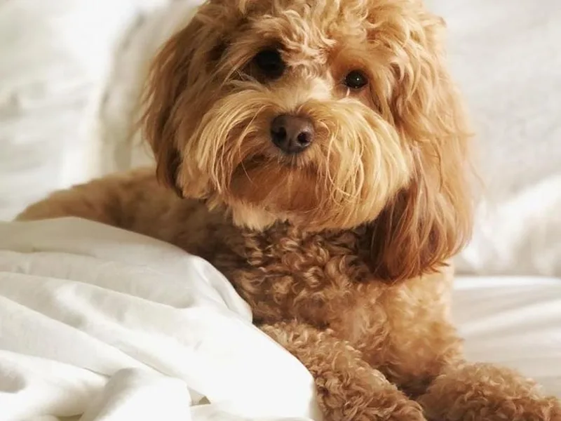 Kaosfarm Goldendoodles