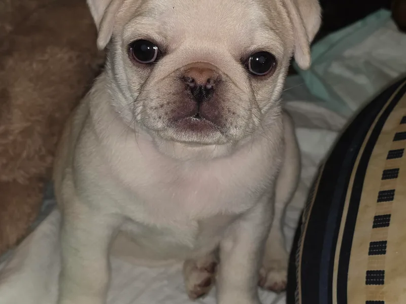 Kapelac's Royal Pugs