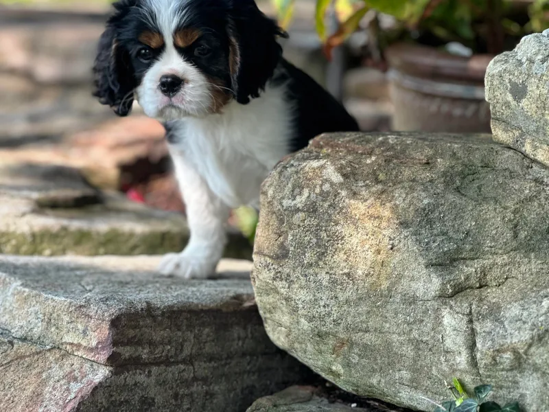 Kara's Cavalier King Charles Spaniels