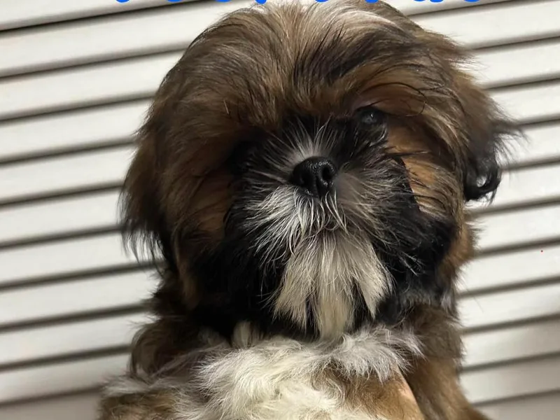 Kara’s Shih Tzu Kuties